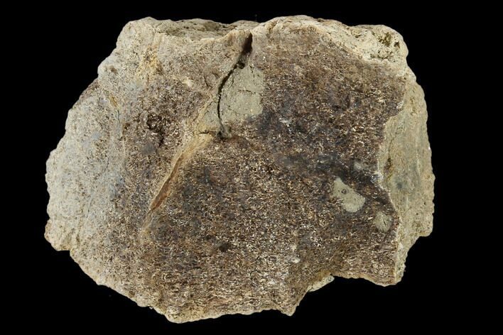 Fossil Triceratops Bone Section - North Dakota #117595